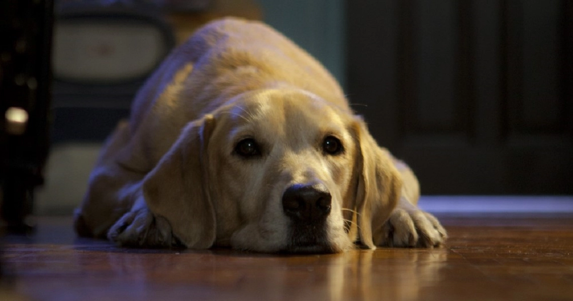 A golden retriever lies on a wooden floor in a dimly lit room, a scene from the film "My Dog Dou Dou".