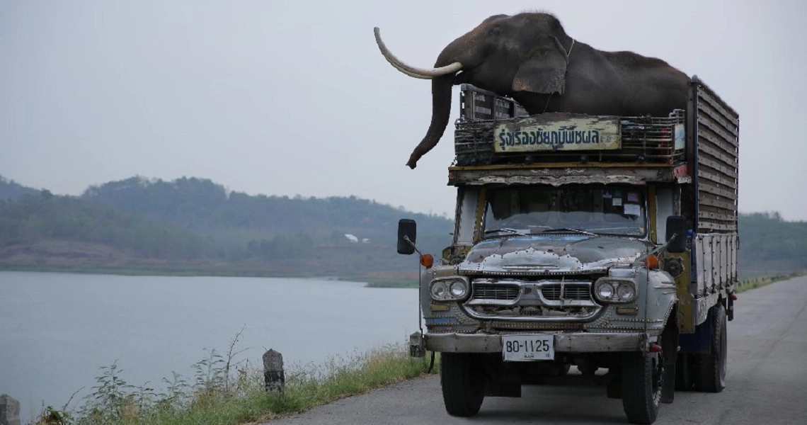 A scene from the film Pop Aye showing an elephant riding atop a rusty truck on a rural road beside a lake.